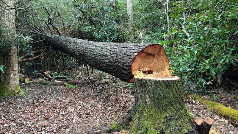 Son bir həftədə yaşıllıqlara 25 min manatdan çox ziyan dəydiyi müəyyən edilib
