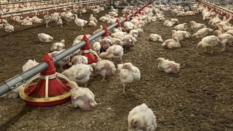 Türkiyədə toyuq ixracı dayandırıldı