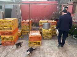 Masallıda qanunsuz fəaliyyətdə olan toyuq sexi aşkarlandı -