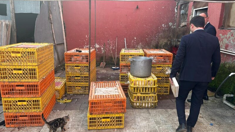 Masallıda qanunsuz fəaliyyətdə olan toyuq sexi aşkarlandı -