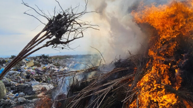 Azərbaycana idxal olunan şaftalı və nektarin tingində virus aşkarlanıb