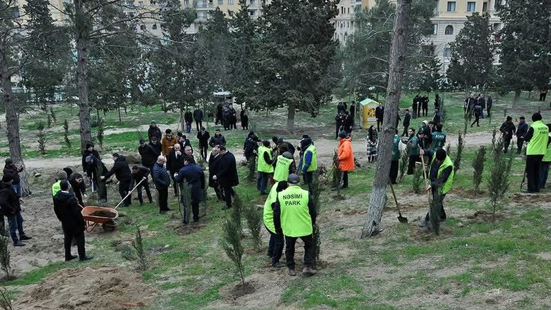 Sumqayıtda genişmiqyaslı ağacəkmə aksiyası keçirildi