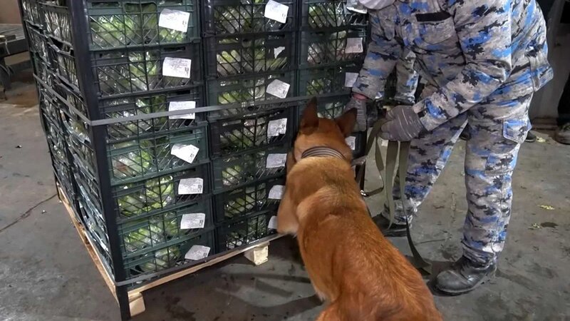 Astara gömrükçüləri 79 kq narkotikin İrandan Rusiyaya tranzitinin qarşısını aldı