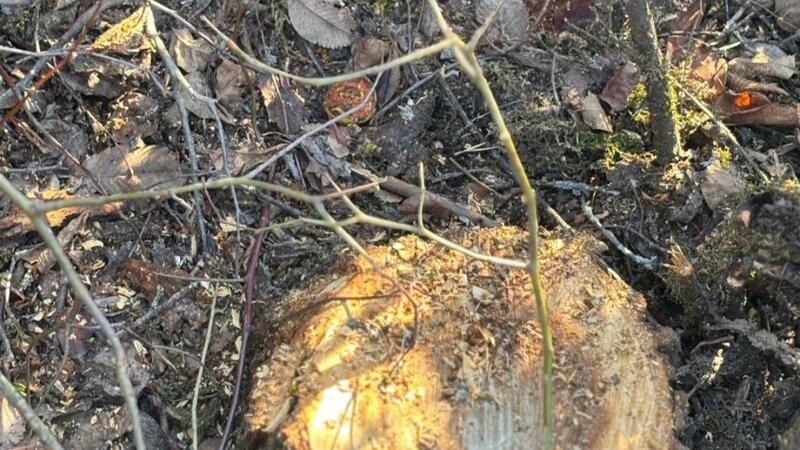 Oğuzda 40 ağacın kəsilməsinə görə polis cinayət işi başladı