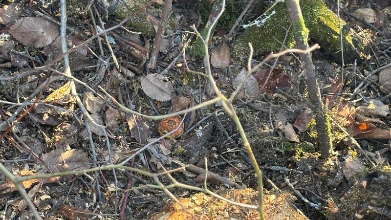 Oğuzda 40 ağacın kəsilməsinə görə polis cinayət işi başladı