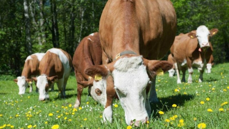 Heyvan xəstəliklərindən azad zonaların sərhədləri müəyyənləşdirilib