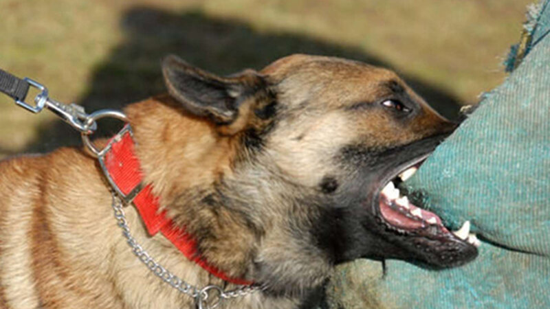 Gədəbəy sakini küçə itlərinin hücumuna məruz qalıb