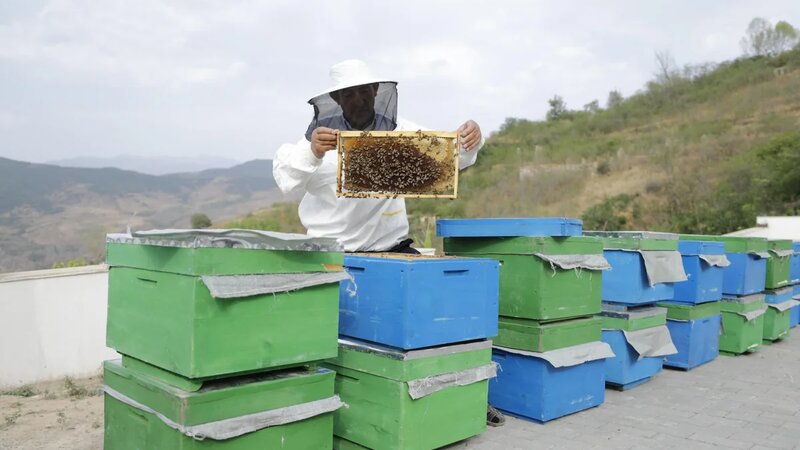 Bu il özünüməşğulluq proqramı üzrə 700-dək şəxs üçün kiçik təsərrüfatlar qurulub