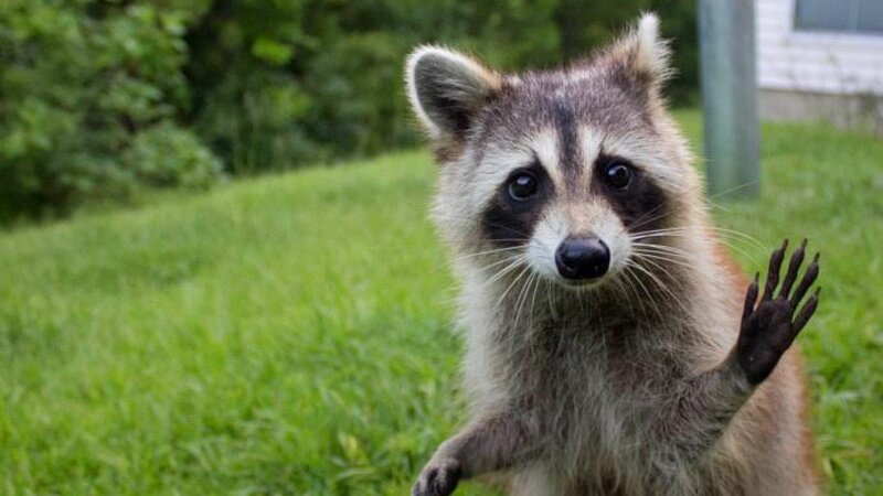 Almaniyada yenotların ovuna görə pul mükafatı verilməsi təklif olunub