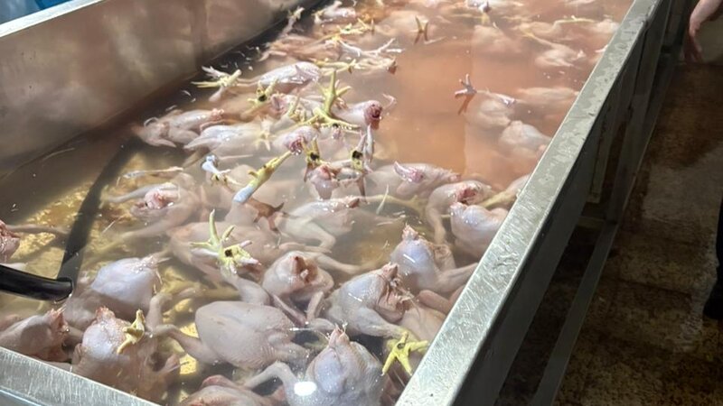 Lənkəranda toyuq kəsimi sexinin qanunsuz fəaliyyəti aşkarlandı