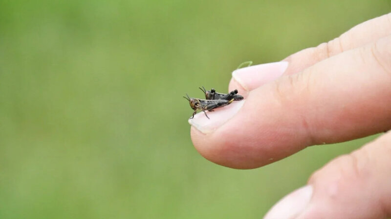 Qazaxıstan və Rusiya çəyirtkələrə qarşı birgə mübarizə aparacaq