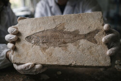 Çində 244 milyon il yaşı olan naməlum balıq fosili tapılıb