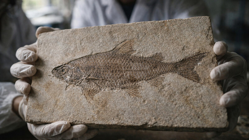 Çində 244 milyon il yaşı olan naməlum balıq fosili tapılıb
