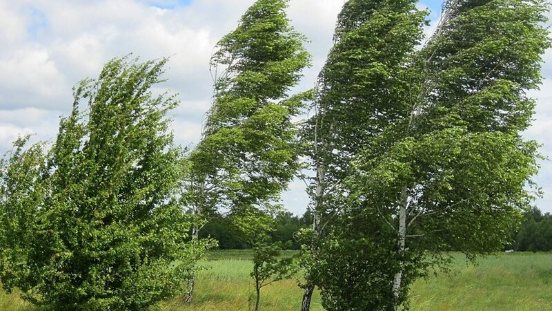 Sabah da güclü külək əsəcək