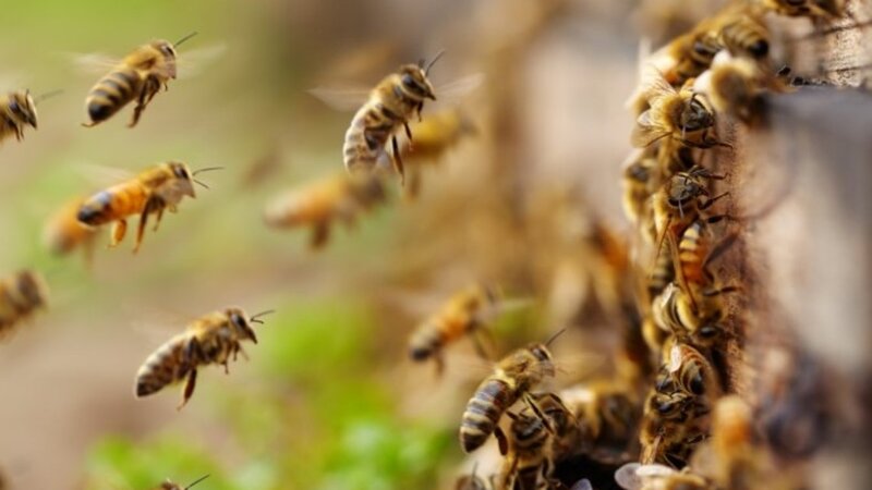 Azərbaycan arıçılığı üçün Orta Asiyadan gələn təhlükə: Arı ölümləri niyə artıb? -