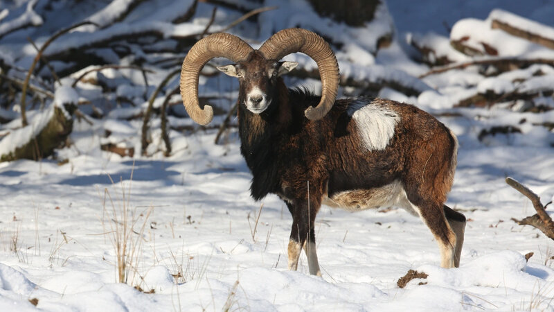 Qırğızıstanda brakonyerliyə görə cərimələr üçqat artırılıb
