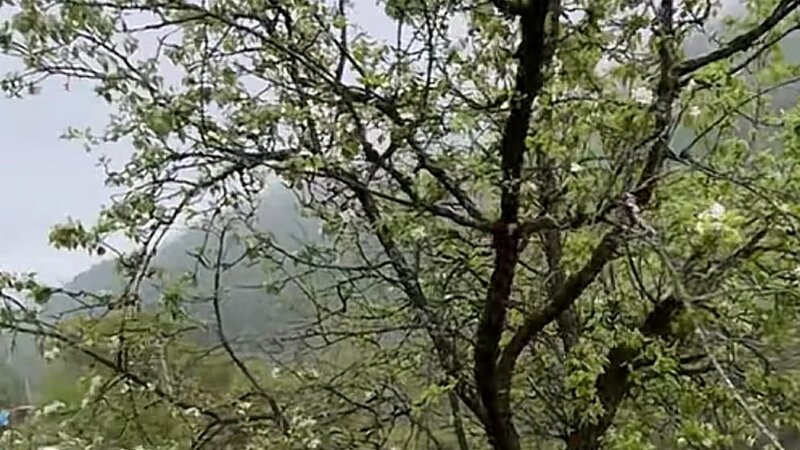 Milli Qəhrəman Pəncəli Teymurovun məzarı 100 metrlik bayraqla ziyarət edildi -