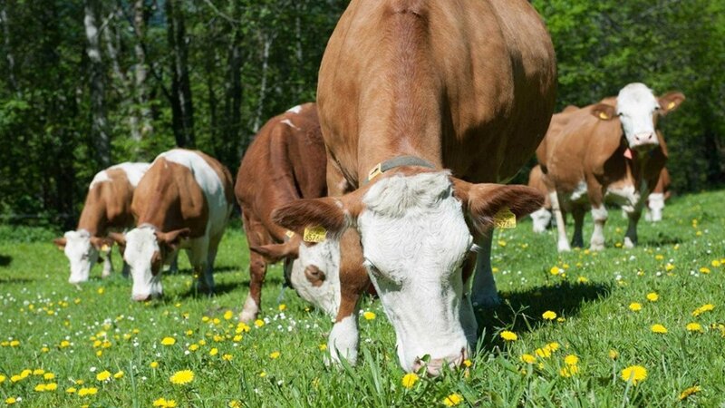 Aşağı qiymətlərlə idxal edilən mal-qara ölkənin ət satışı bazarına təsir göstərəcəkmi?