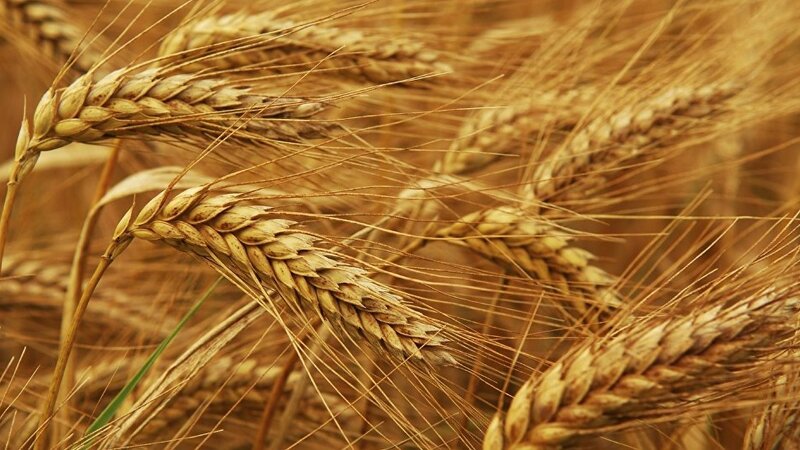 İsrail Rusiya taxılından imtina etdi