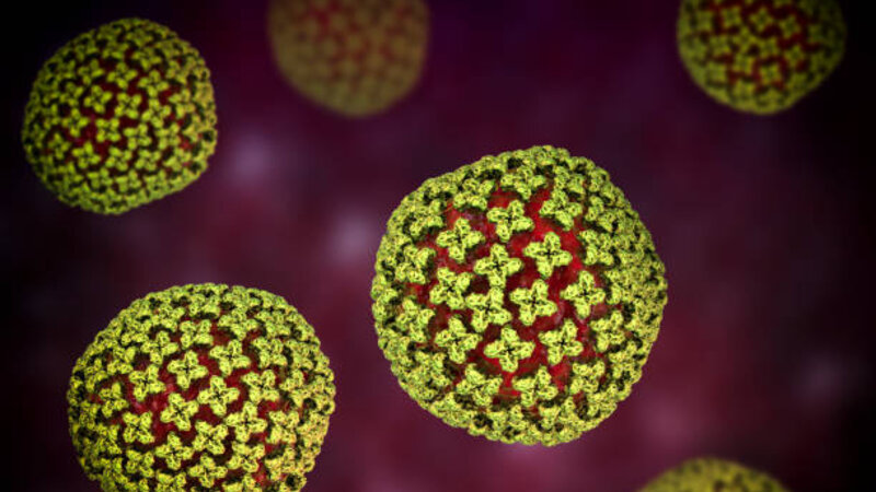 Atlantikdə kruiz gəmisində hantavirus yayılıb, ölənlər var