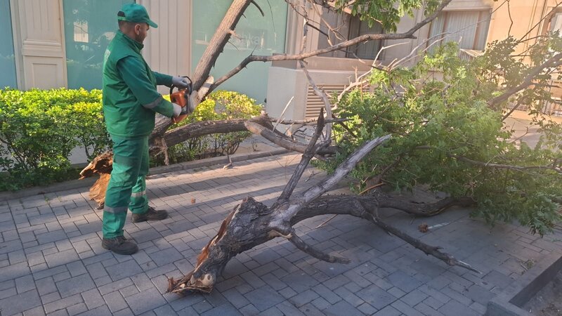 Güclü külək nəticəsində Bakıda 41 ağac sınıb