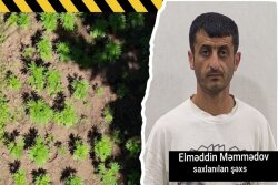 Milli Parkın ərazisində narkoplantasiya yetişdirən şəxs saxlanılıb
