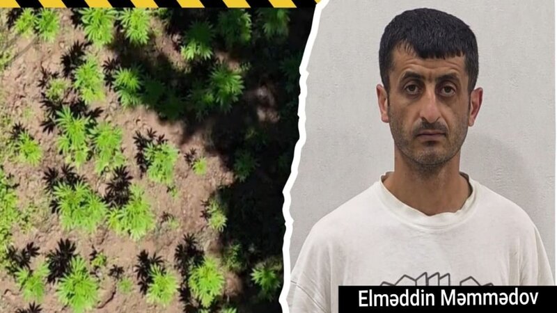 Milli Parkın ərazisində narkoplantasiya yetişdirən şəxs saxlanılıb
