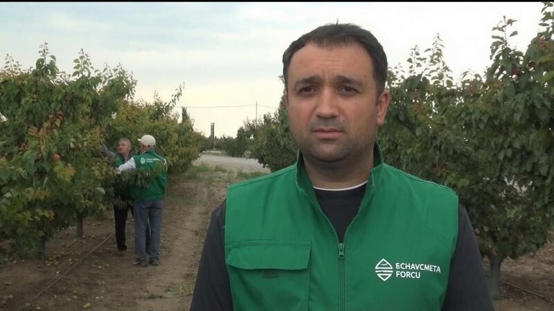 Təbii fəlakətlər Azərbaycanda 53 min hektara yaxın əkin sahəsinə ziyan vurub - FOTO
