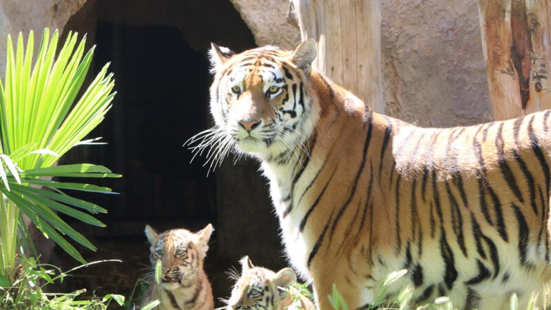 Bakı Zooloji Parkında Amur pələnginin balaları dünyaya gəlib