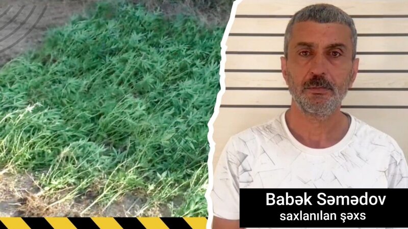 Masallıda çay kənarında çətənə kolları yetişdirən şəxs saxlanıldı
