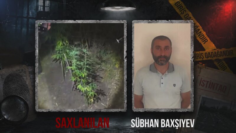 Ağsuda dağlıq ərazidə çətənə kolu yetişdirən şəxs saxlanıldı