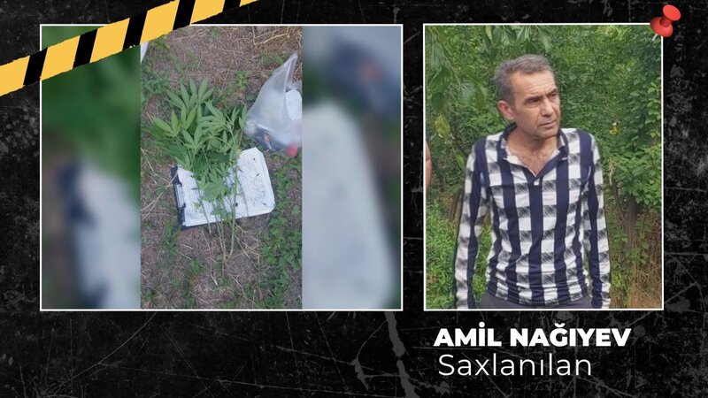 Ağsuda çətənə kolu yetişdirən şəxs tutuldu