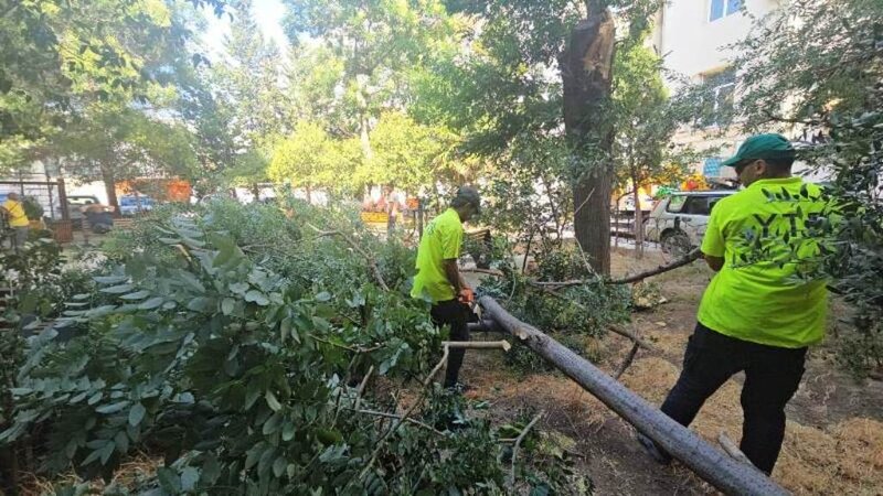 Bakıda dünəndən güclü külək nəticəsində 48 ağac, 63 budaq sınıb