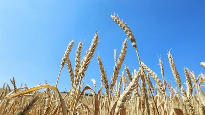 Toxumçuluq sahəsində yeni dövlət rüsumları və qaydalar müəyyənləşdi