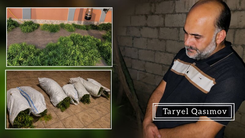 Sabirabadda həyətində narkotik tərkibli bitkilər yetişdirən şəxs saxlanıldı