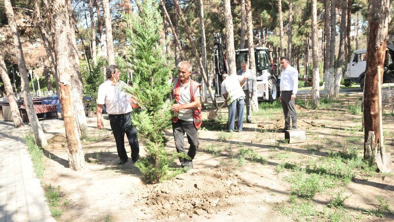 Abşeronda qurumuş ağacların yerinə yeni tinglər əkilir