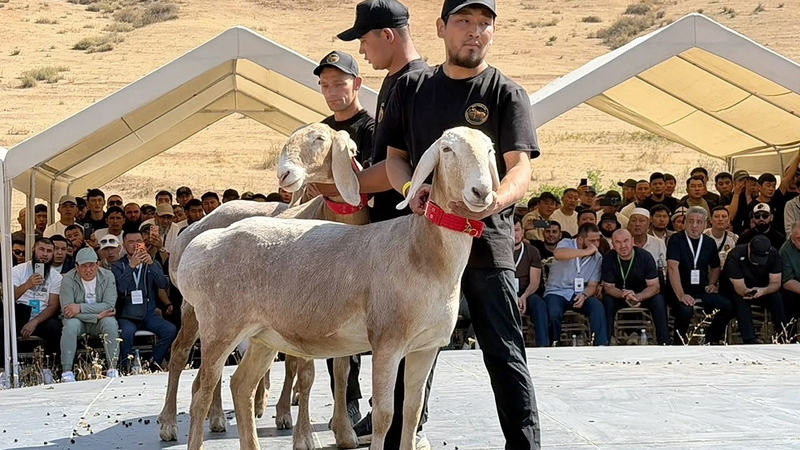 Qoyun bir milyon dollara satıldı