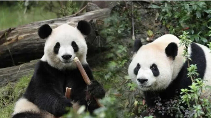 Çin ABŞ-yə iki nəhəng panda göndərib