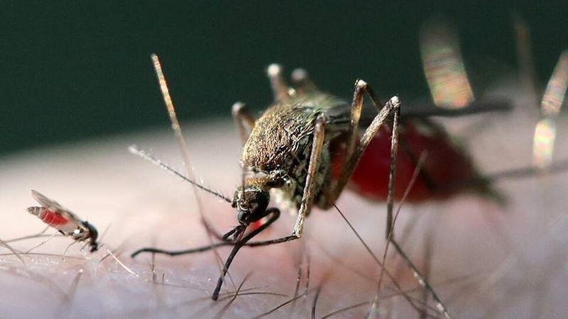 Şamonda virusundan ilk insan ölümü qeydə alındı