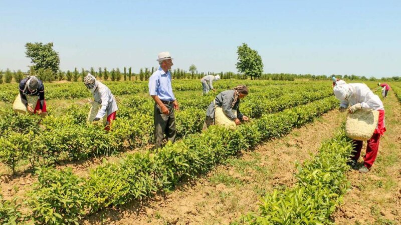 Azərbaycanda "Məhsul şəhadətnaməsi haqqında" qanun I oxunuşda təsdiq edildi