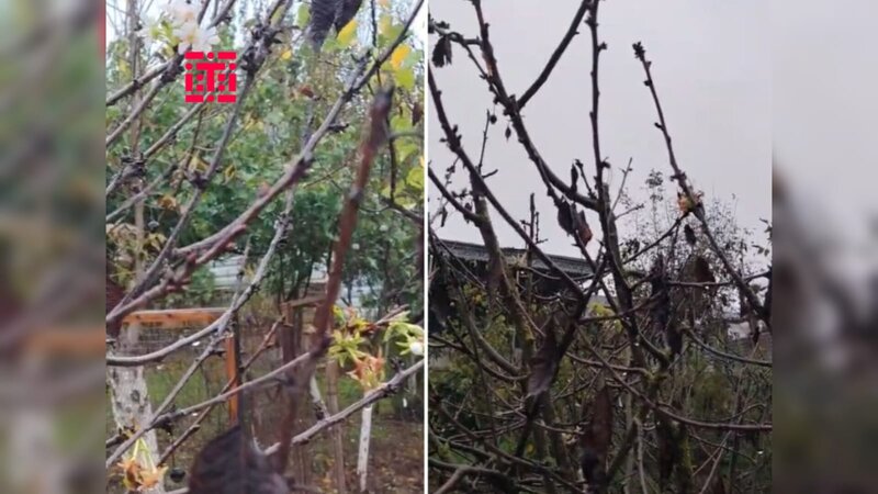 Cəlilabadda gilas ağacı vaxtından əvvəl çiçək açıb - FOTO/VİDEO