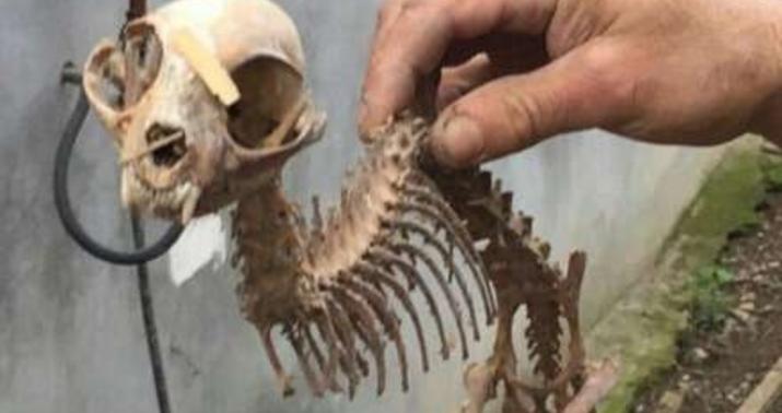Azərbaycanda qəribə heyvan skeleti tapılıb - FOTO