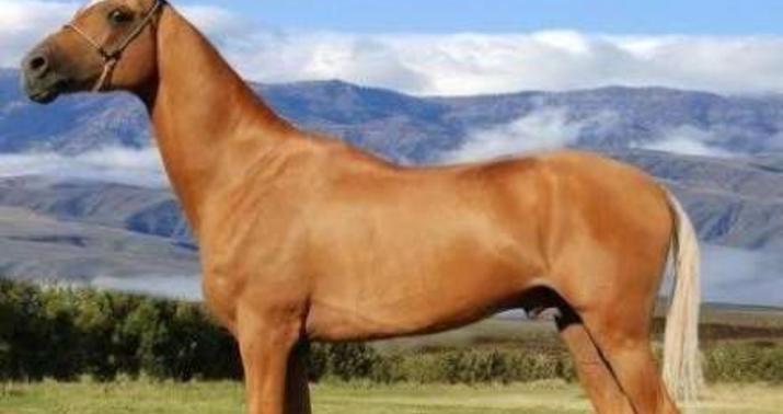Türkmənistanın ən gözəl atı seçilib