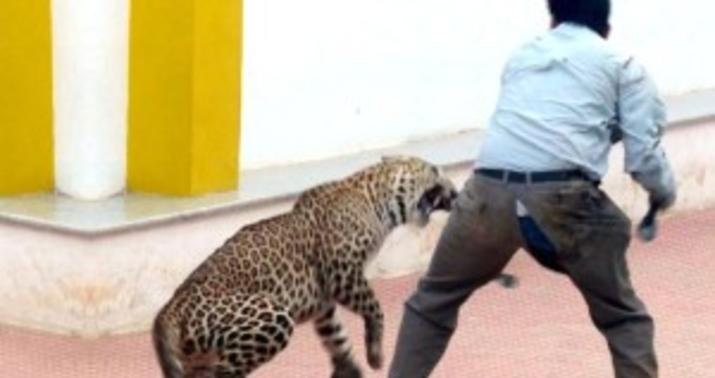 Leopard məktəbə hücum etdi - VİDEO