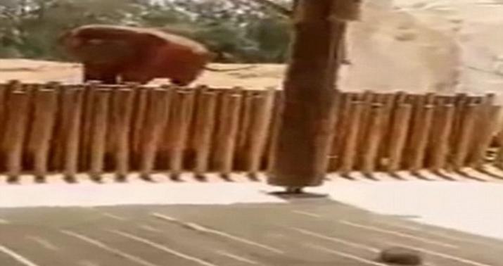 7 yaşlı qız filin qurbanı oldu - VİDEO