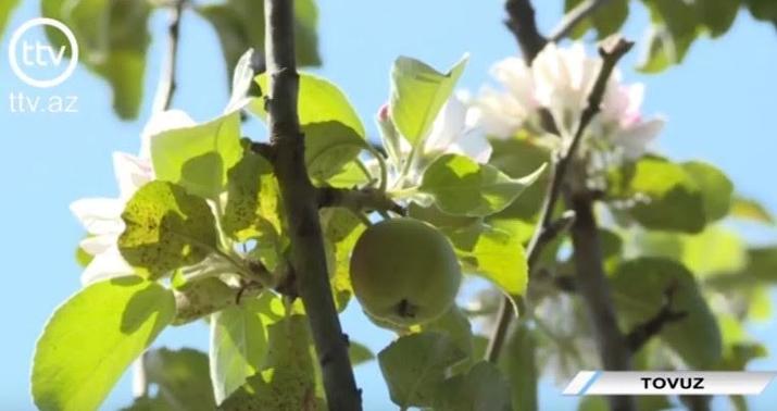 Tovuzda qeyri-adi ağac  - VİDEO/FOTO
