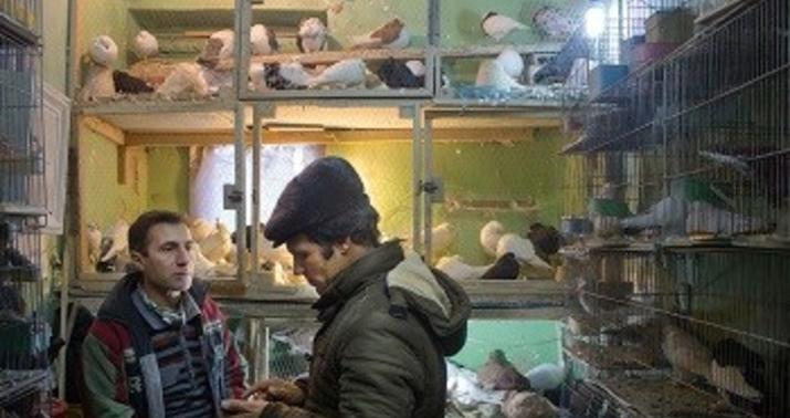 Təbrizin quş bazarından FOTOREPORTAJ