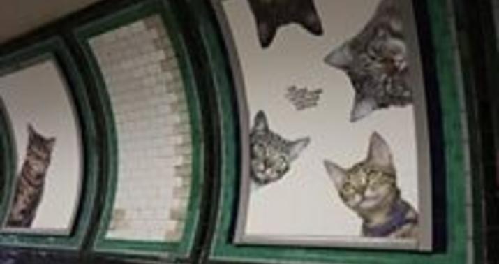 London metrosunda pişik bumu