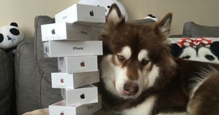 Sevimli itinə 7 ədəd iPhone hədiyyə etdi - ŞOK OLAY
