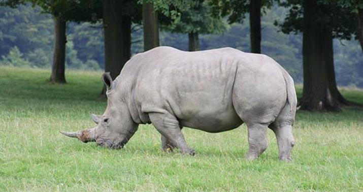 Brakonyerlər zooparkda ağ kərgədanı öldürdülər